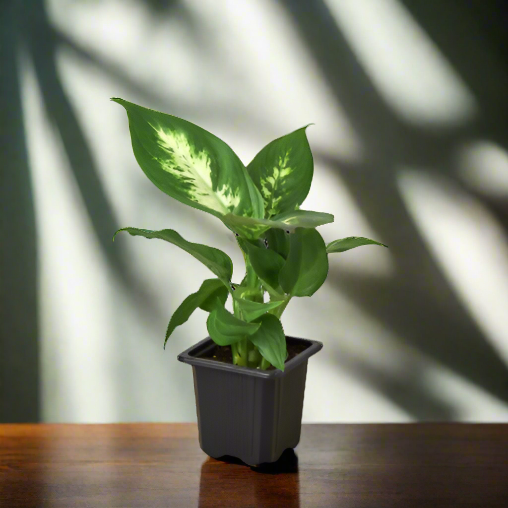 Dieffenbachia Camille
