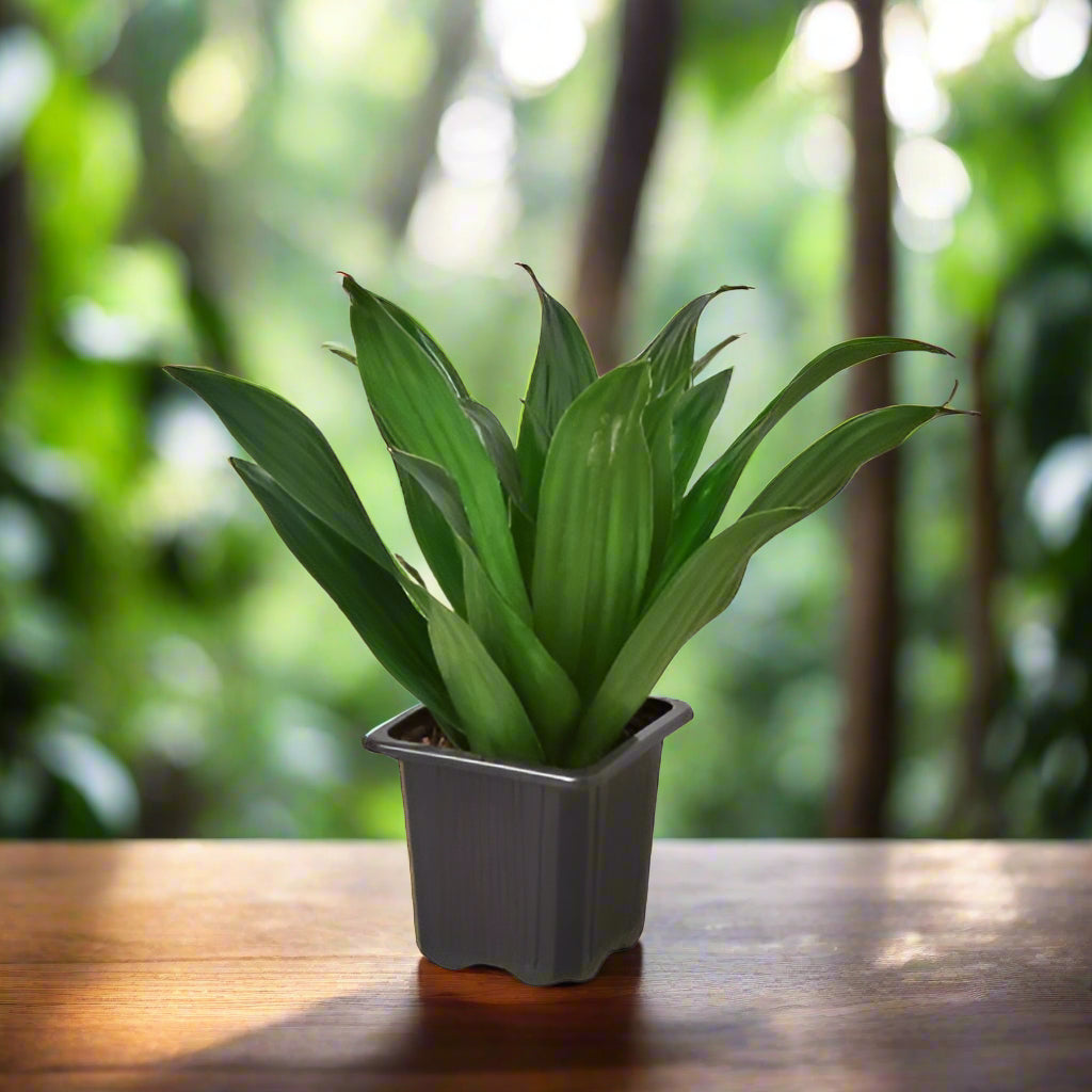 Dracaena 'Janet Craig'