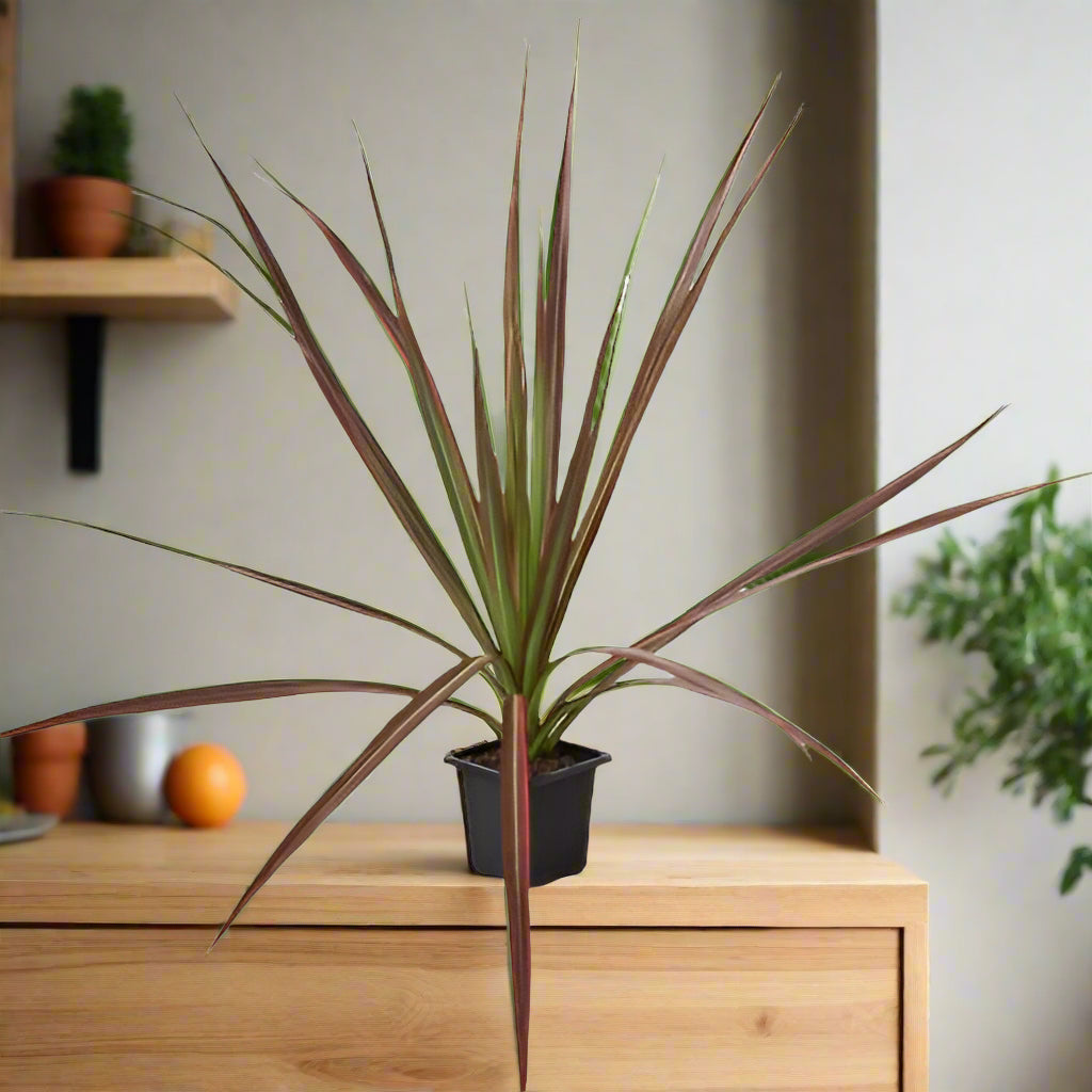 Dracaena 'Colorama'