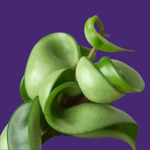 Hoya Rope Plant
