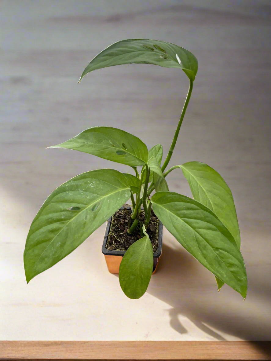 Monstera Adansonii 'Swiss Cheese'