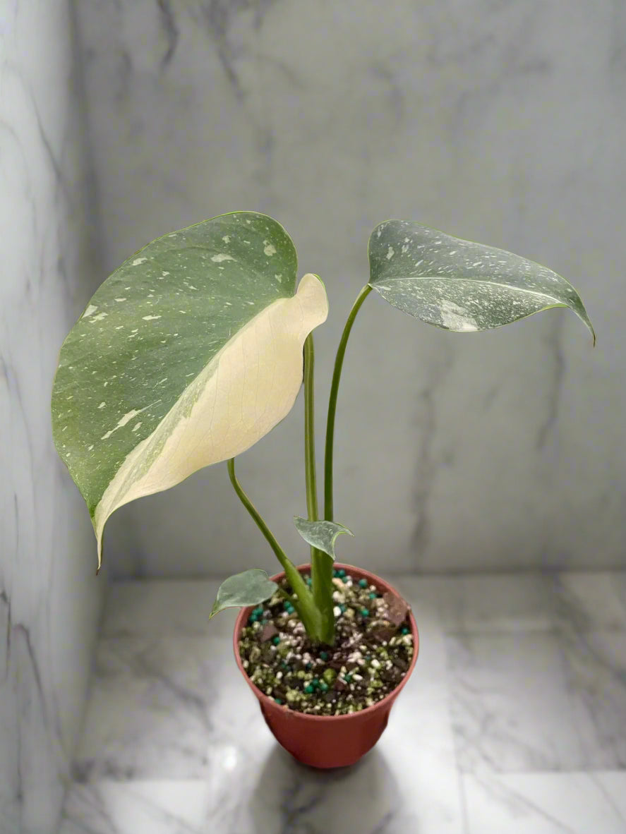 Monstera 'Thai Constellation'