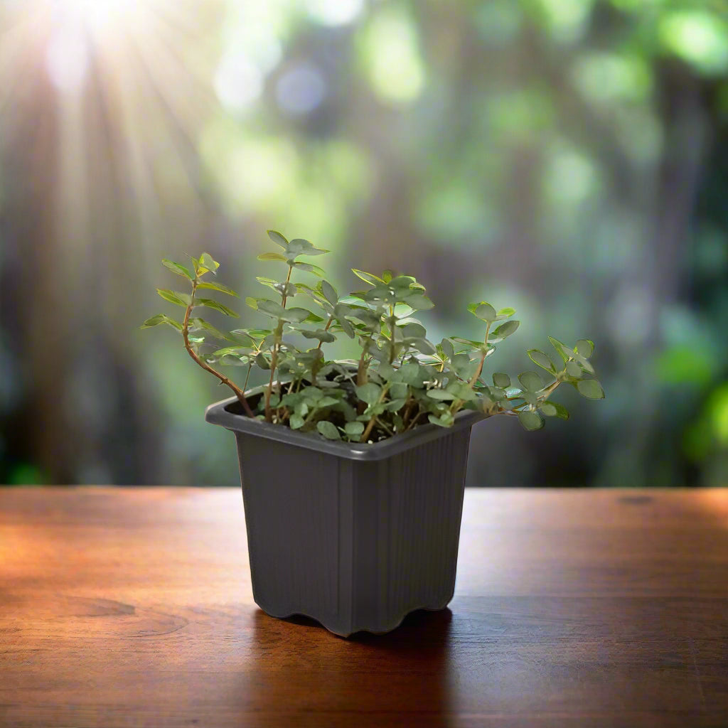 Nettle 'Silver Sparkle'