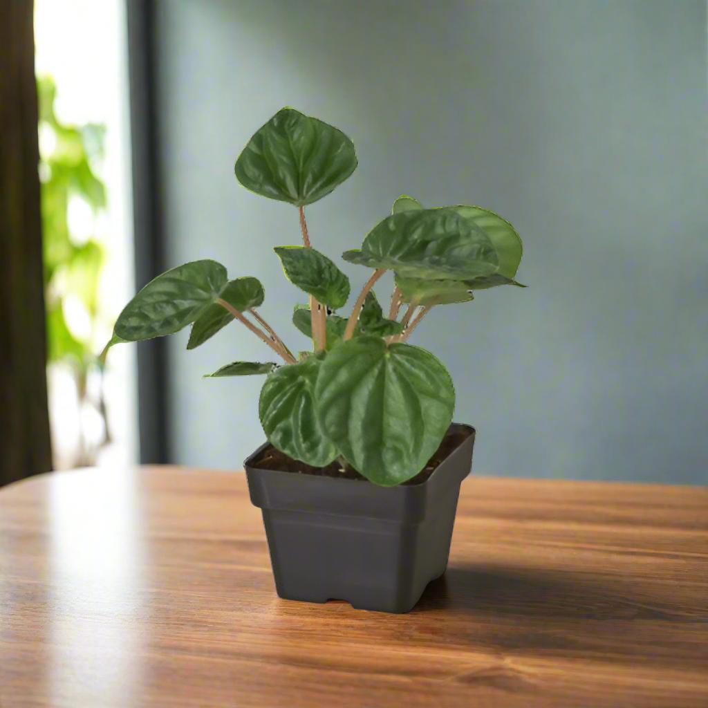 Peperomia 'Ripple'