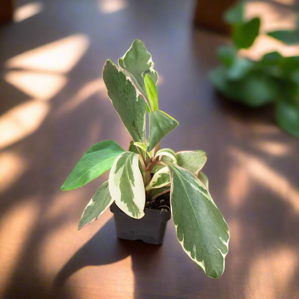 Peperomia 'Ginny'