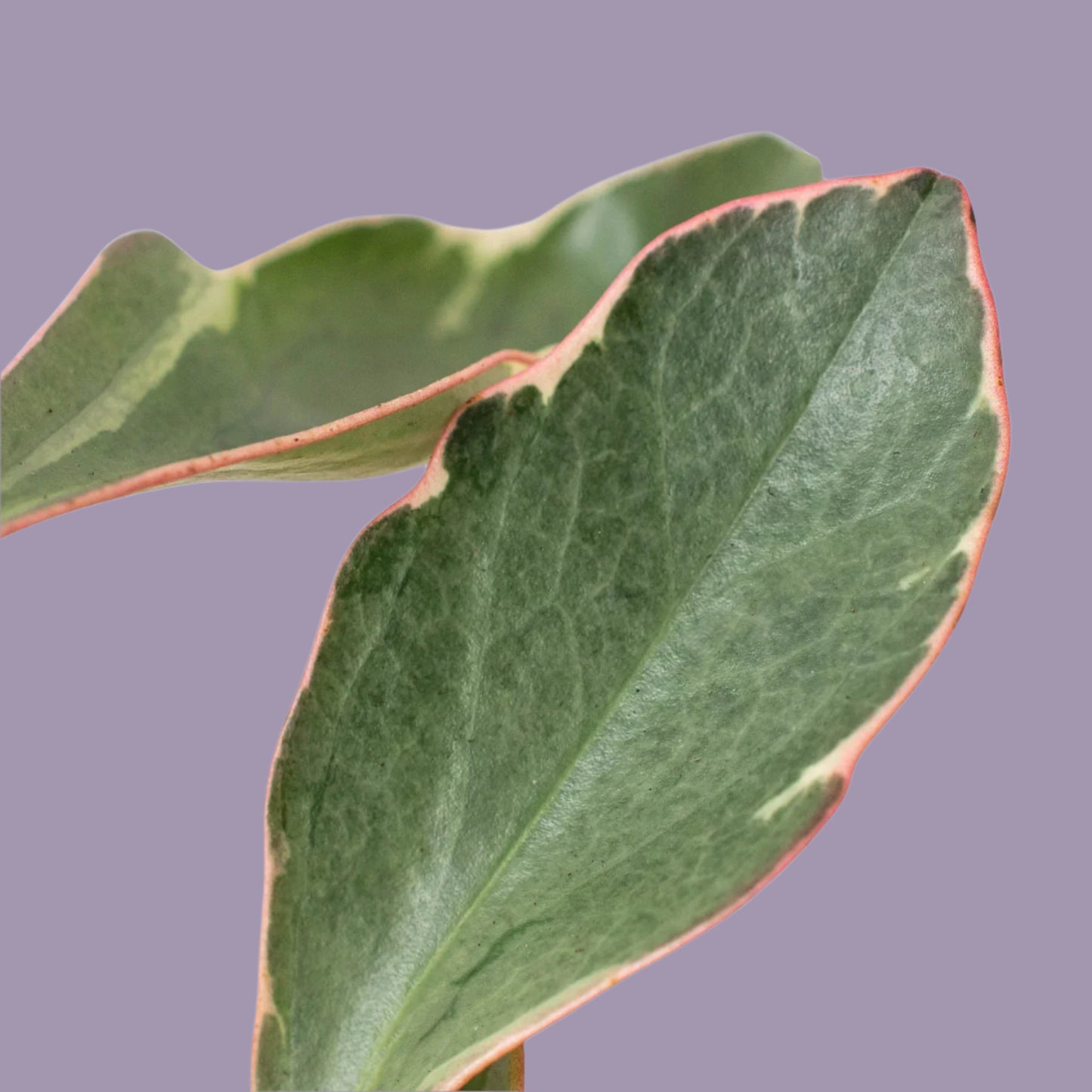 Peperomia 'Ginny'