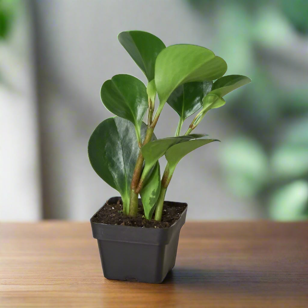 Peperomia Thailand