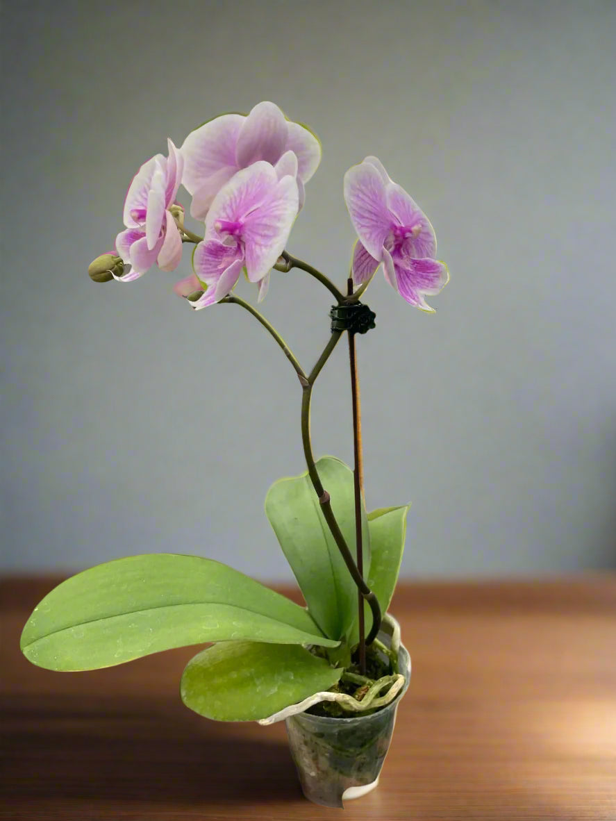 Light Pink Phalaenopsis Orchid - Delicate Indoor Plant with Granny's Care Tips