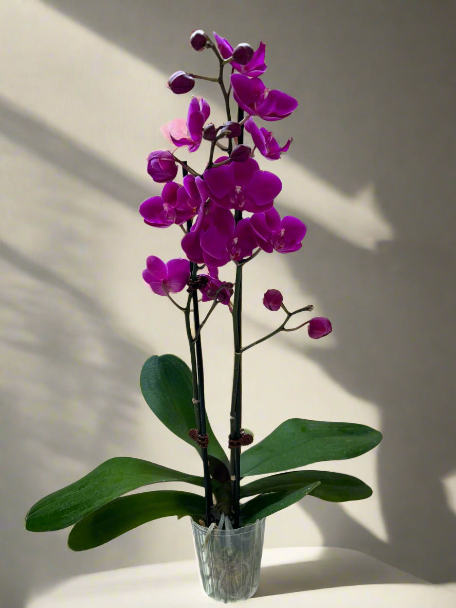 Purple Phalaenopsis Orchid - Easy Care Indoor Plant with Granny's Growing Tips