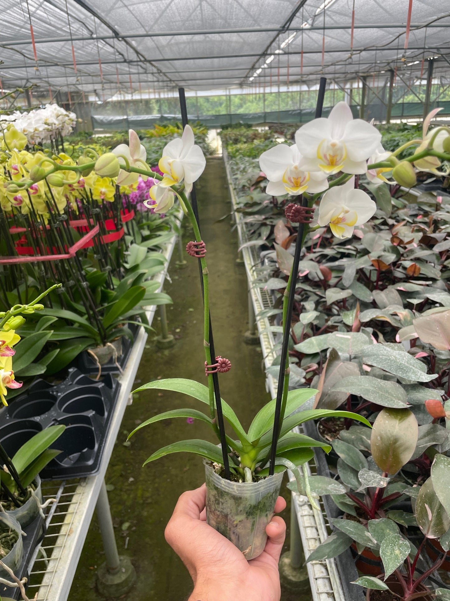 White Phalaenopsis Orchid - Classic Indoor Plant with Granny's Expert Care