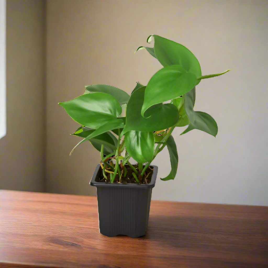 Philodendron Cordatum Heartleaf