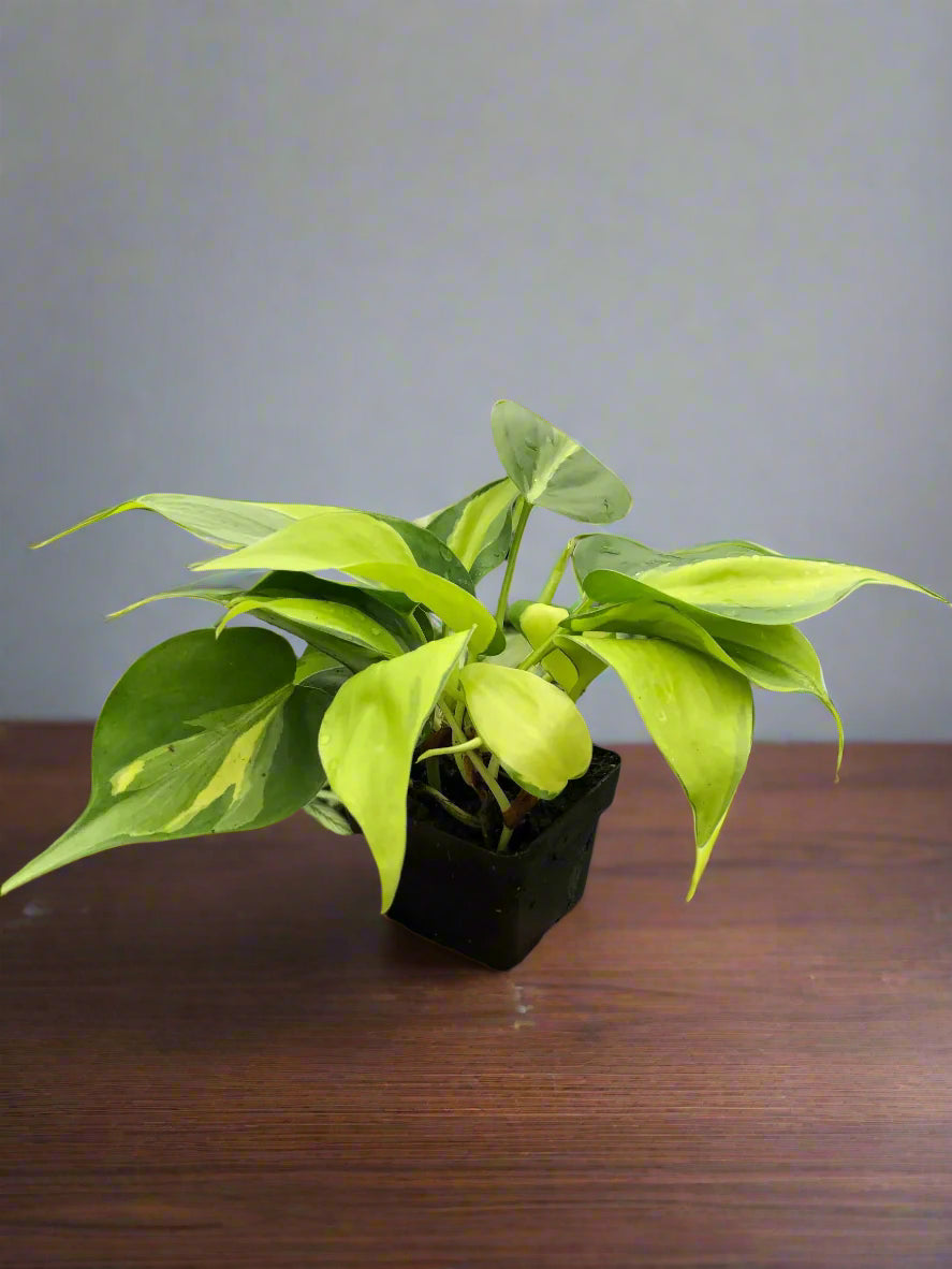Philodendron 'Brasil'