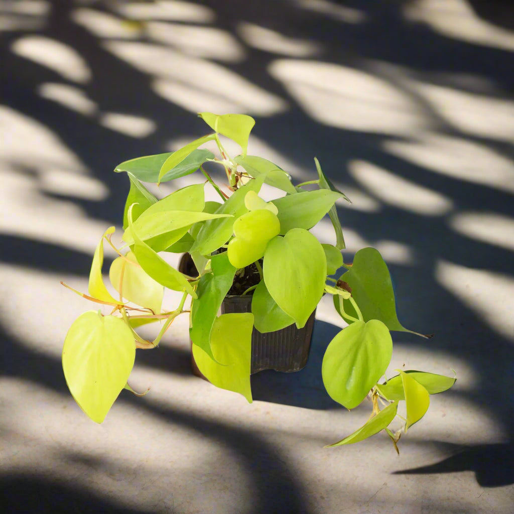 Philodendron 'Neon'