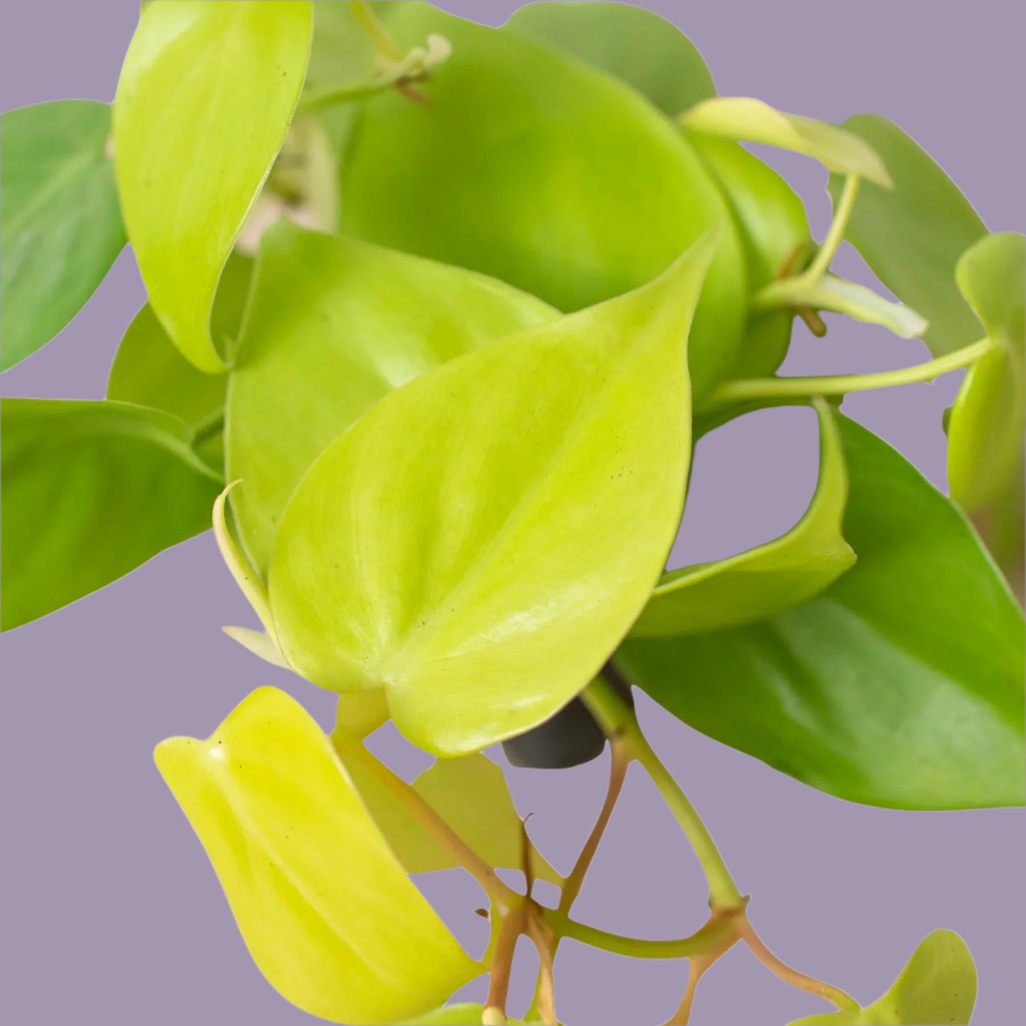 Philodendron 'Neon'