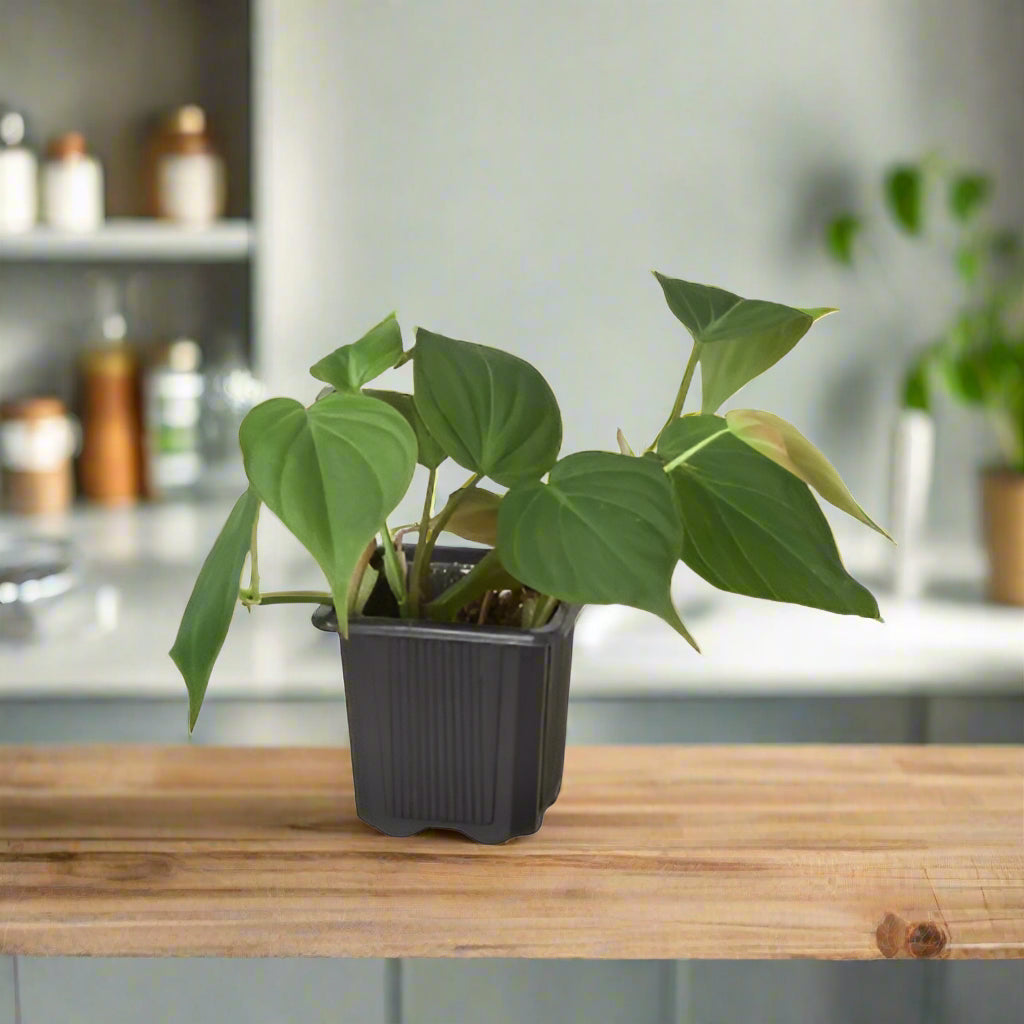 Philodendron 'Velvet'