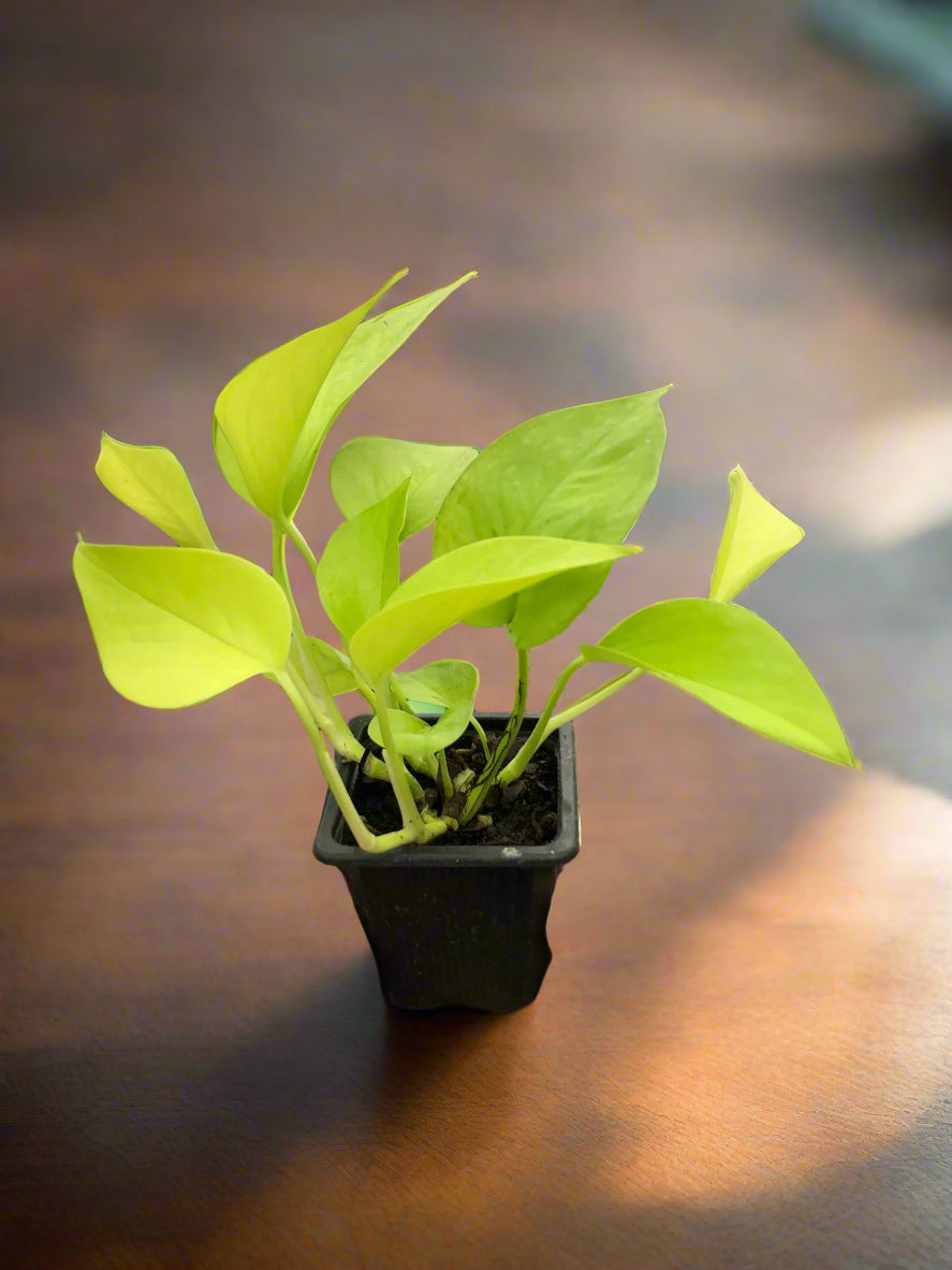 Pothos 'Neon'