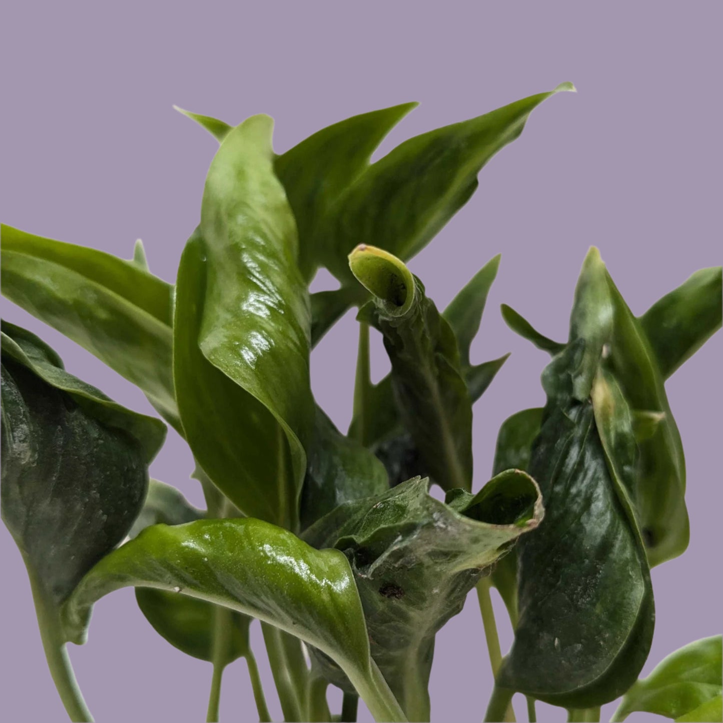 Pothos 'Shangri La'