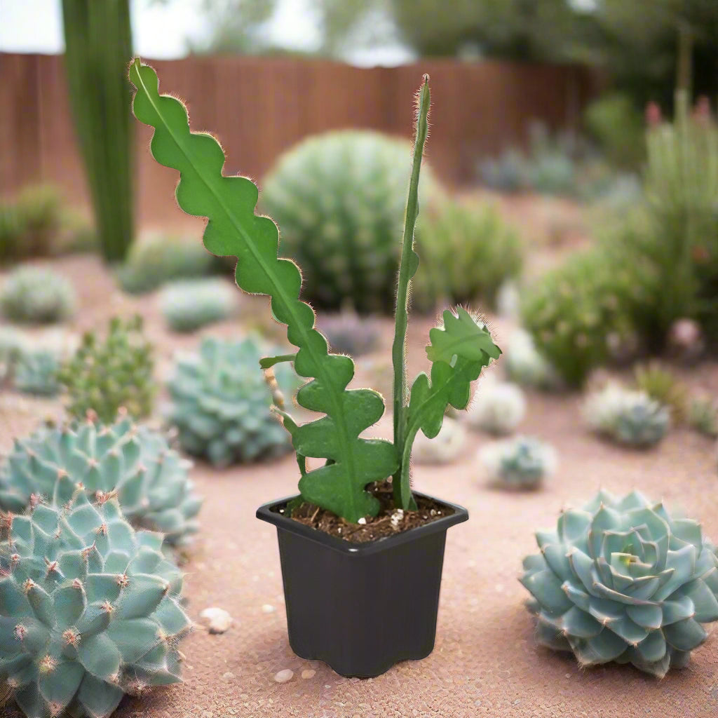 Epiphyllum 'Ric Rac' Cactus