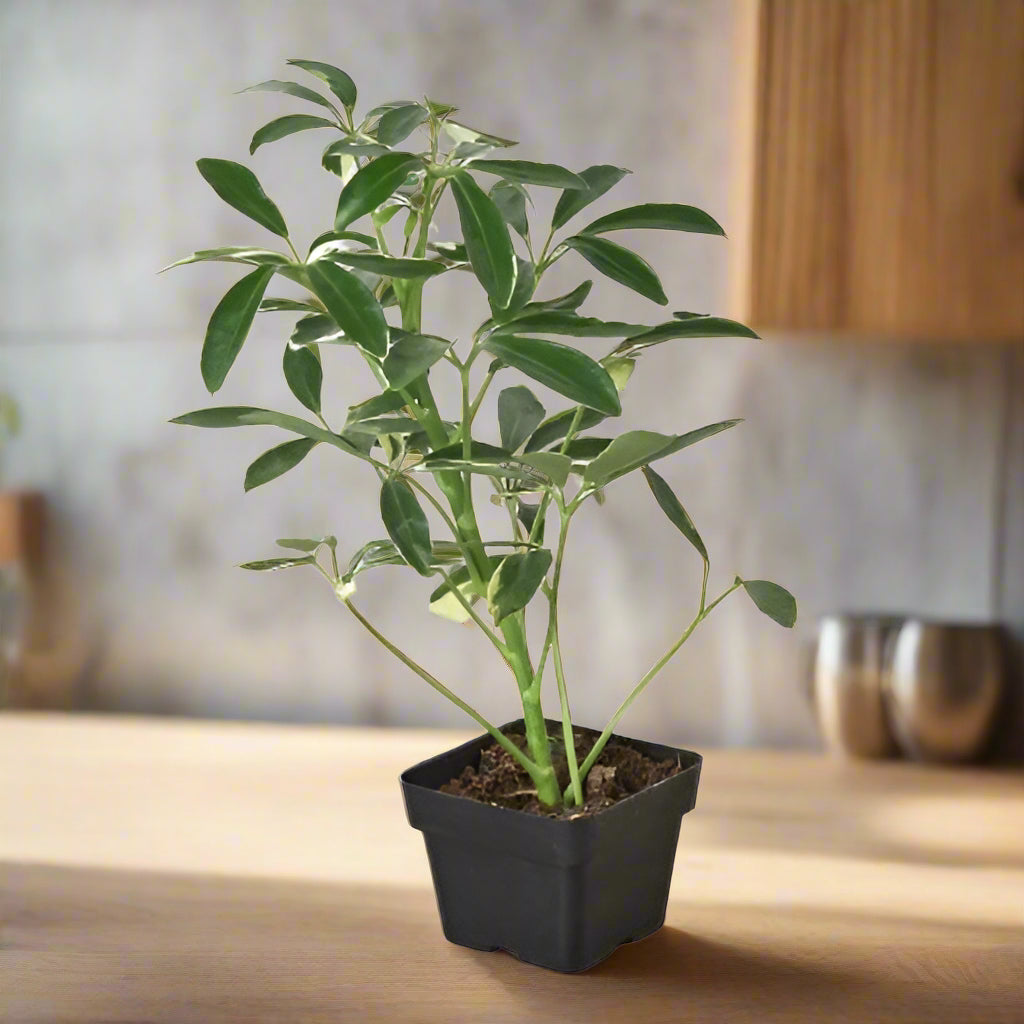 Schefflera Moonlight 'Umbrella Plant'