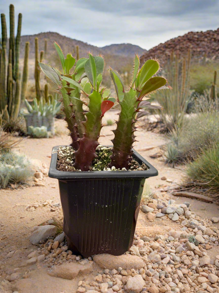 Succulent Euphorbia 'Trigona Rubra'