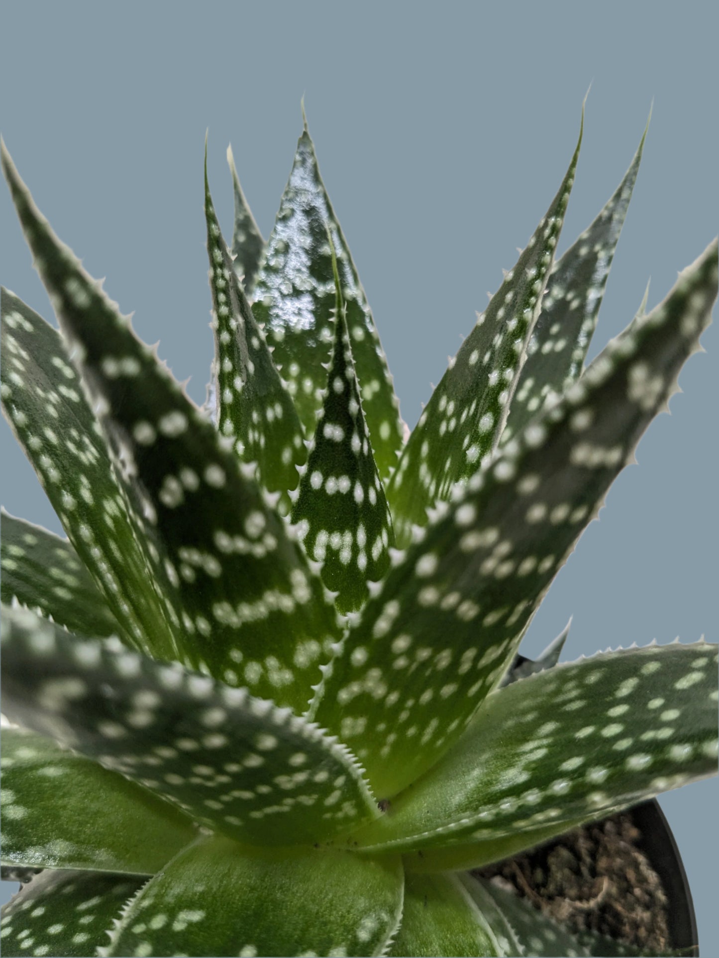 Succulent Gasteria Durban