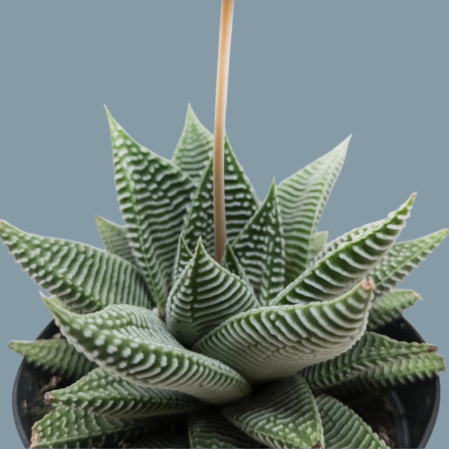 Succulent Haworthia Miami