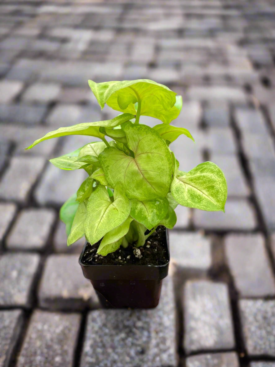 Syngonium Gold