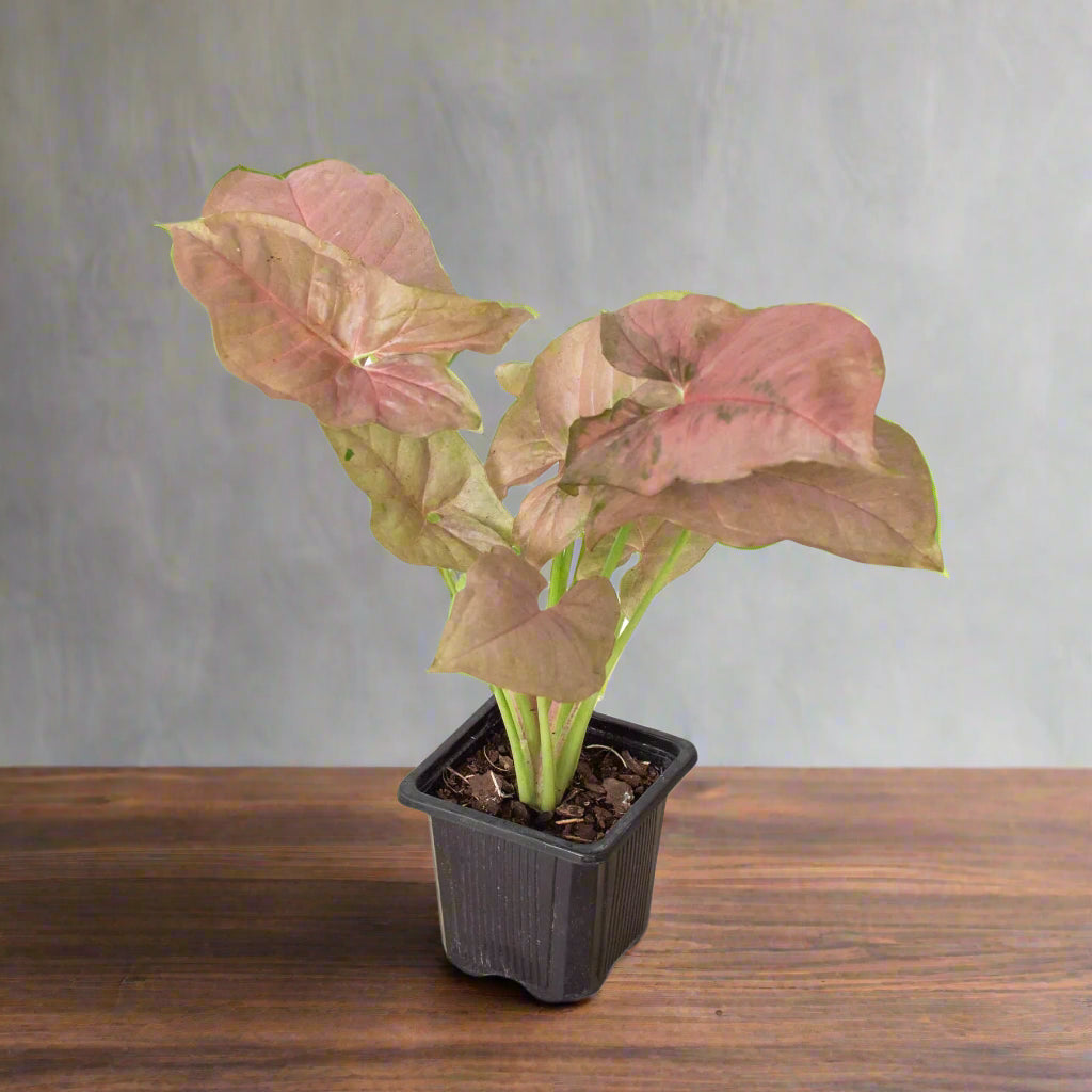 Syngonium Strawberry