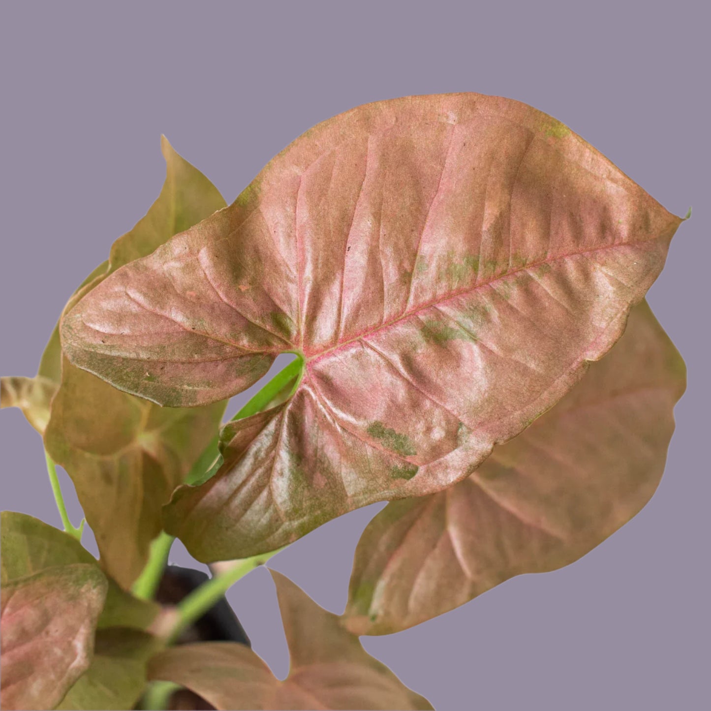 Syngonium Strawberry