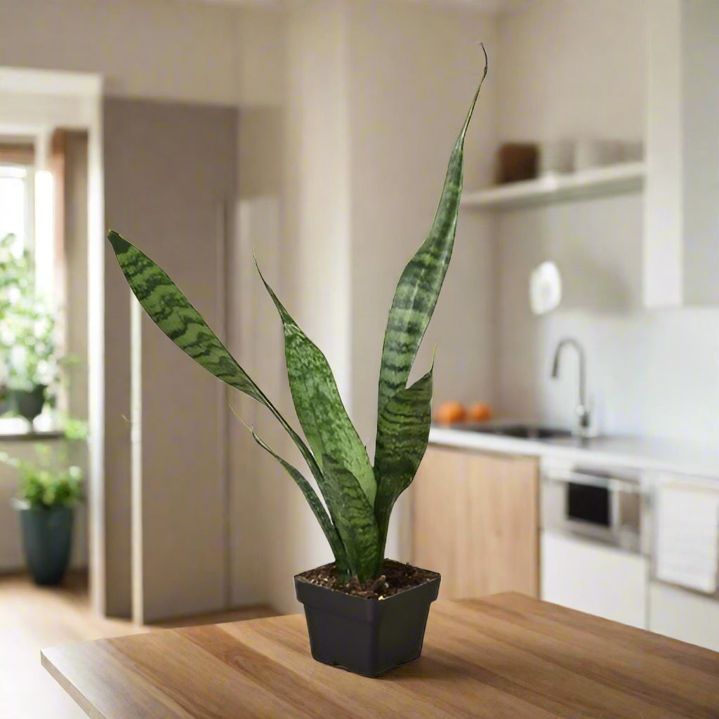 Snake Plant 'Zeylanica'