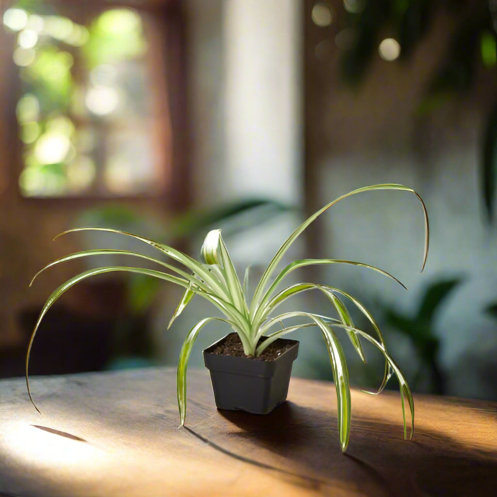 Spider Plant Reverse