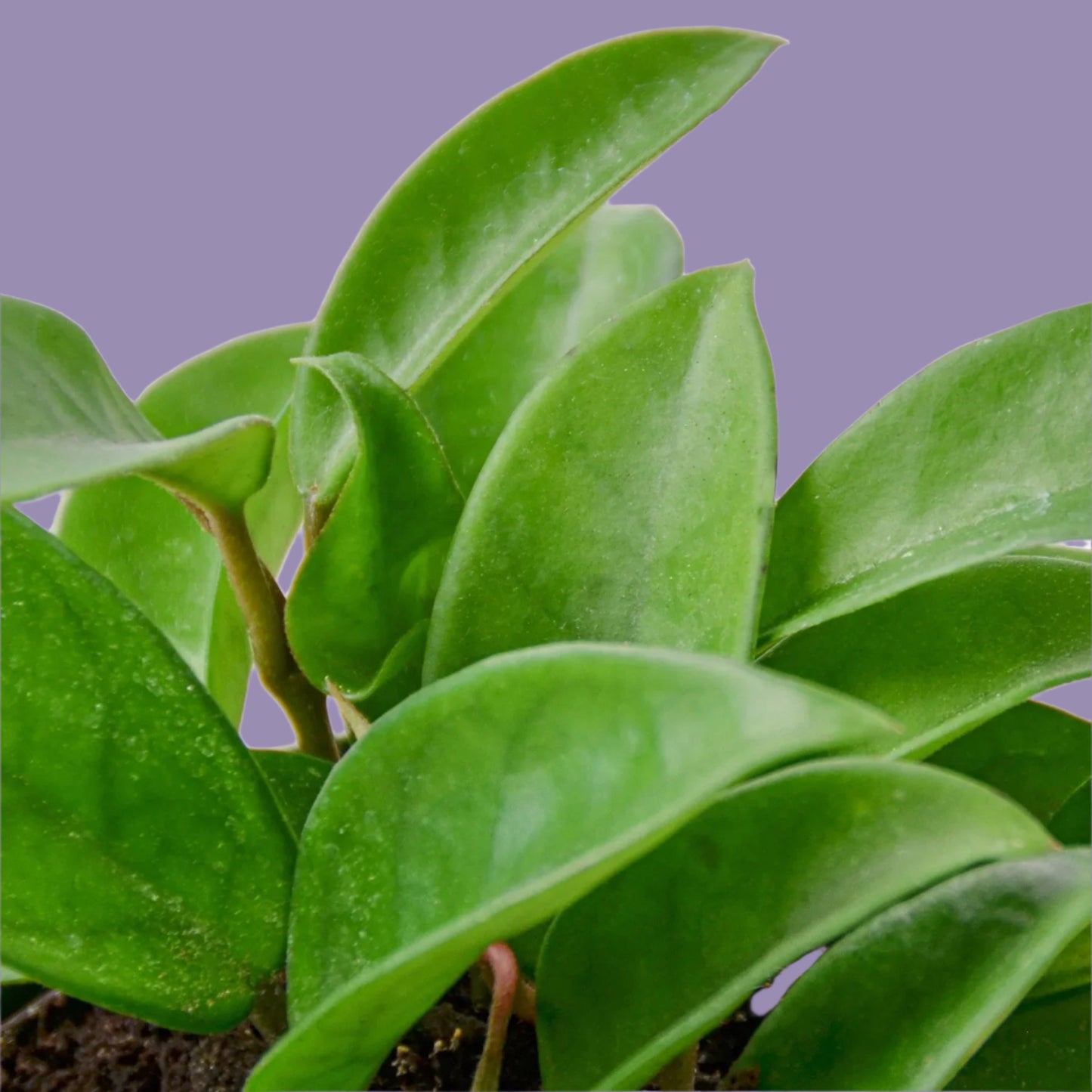Hoya Carnosa