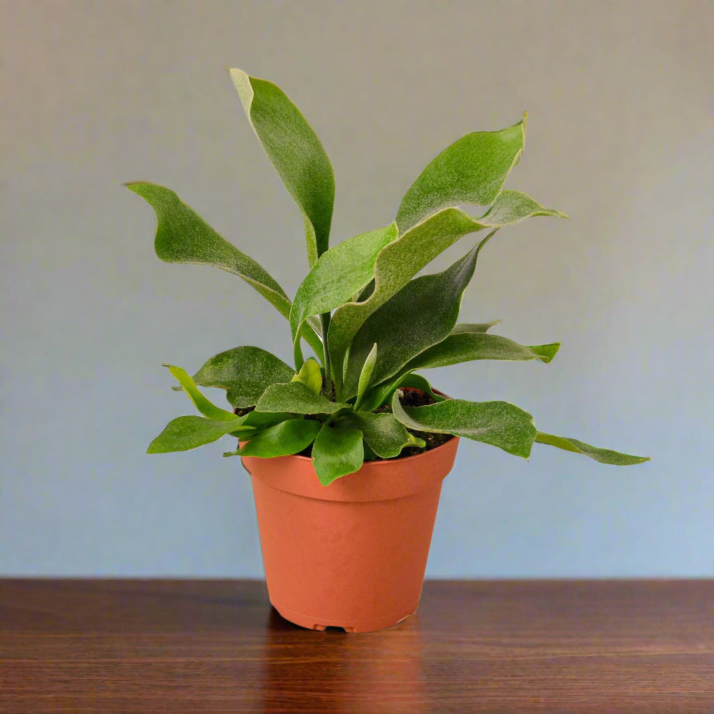Staghorn Fern