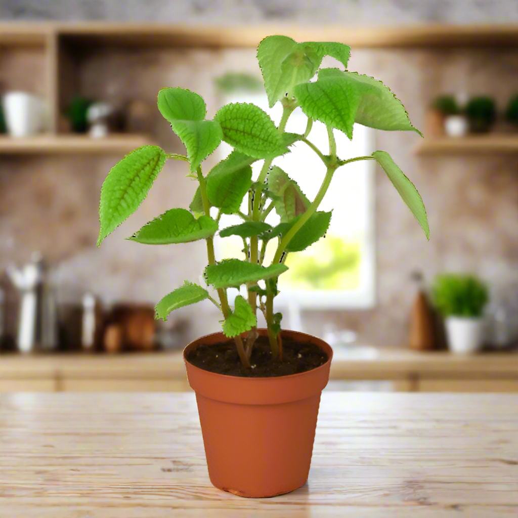 Pilea 'Moon Valley' - 4" Pot