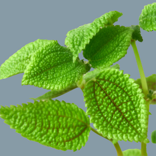 Pilea 'Moon Valley' - 4" Pot
