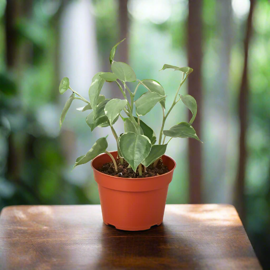 Peperomia 'Cupid'