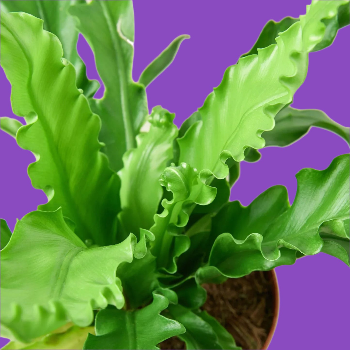 Bird’s Nest 'Victoria' Fern