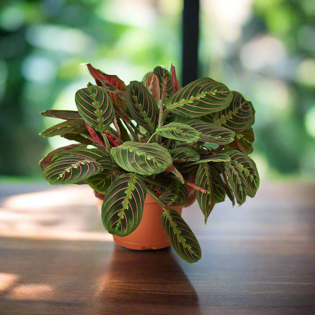 Maranta Red Prayer