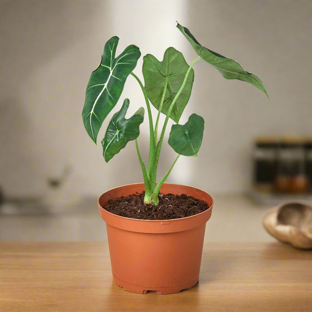 Alocasia Micholitziana 'Frydek'