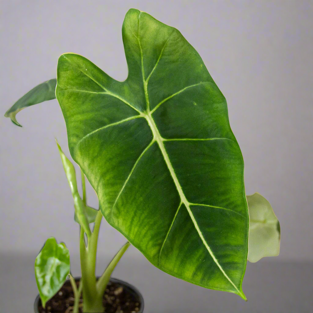 Alocasia Micholitziana 'Frydek'