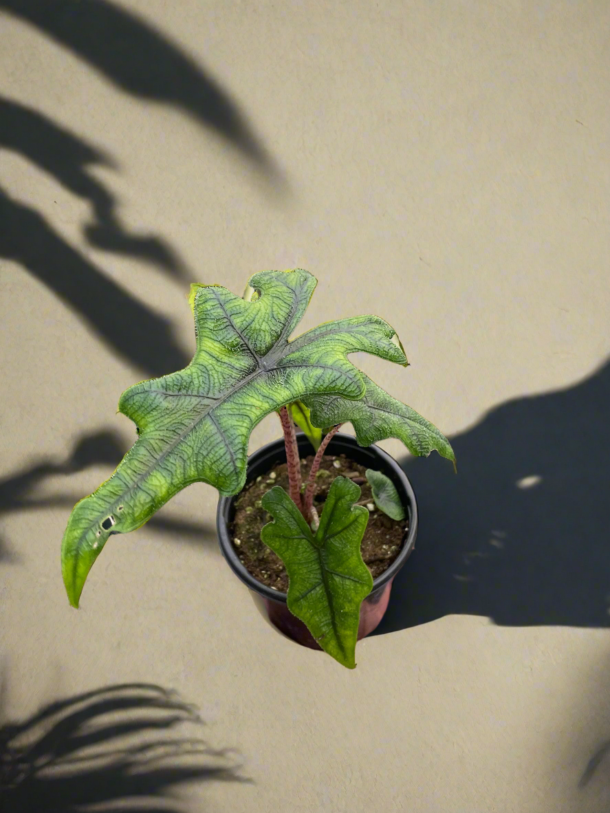 Alocasia 'Jacklyn'