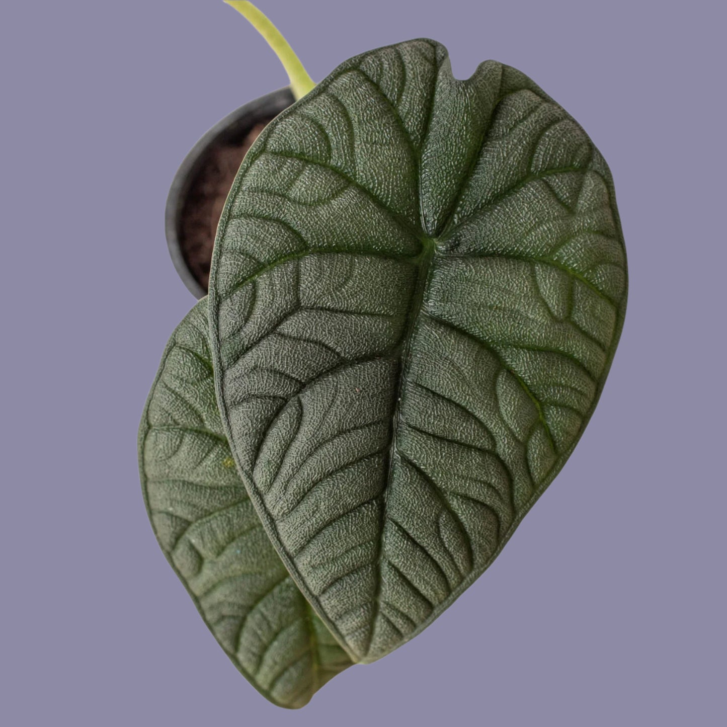 Alocasia 'Melo'