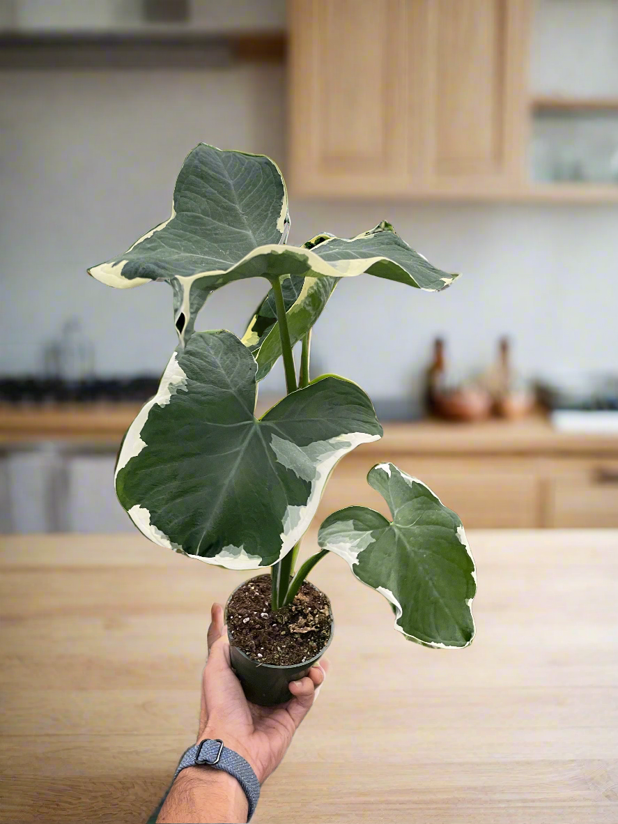 Alocasia 'Mickey Mouse' (Xanthosoma sagittifolium 'Variegatum Monstrosum')