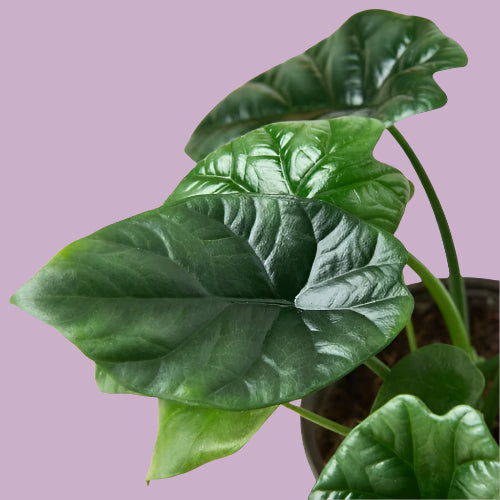 Alocasia 'Mirror Face' - 4" Pot