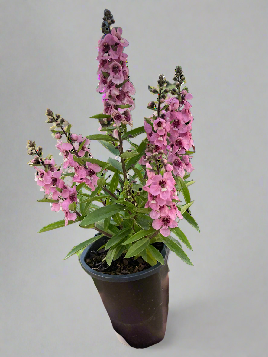 Angelonia