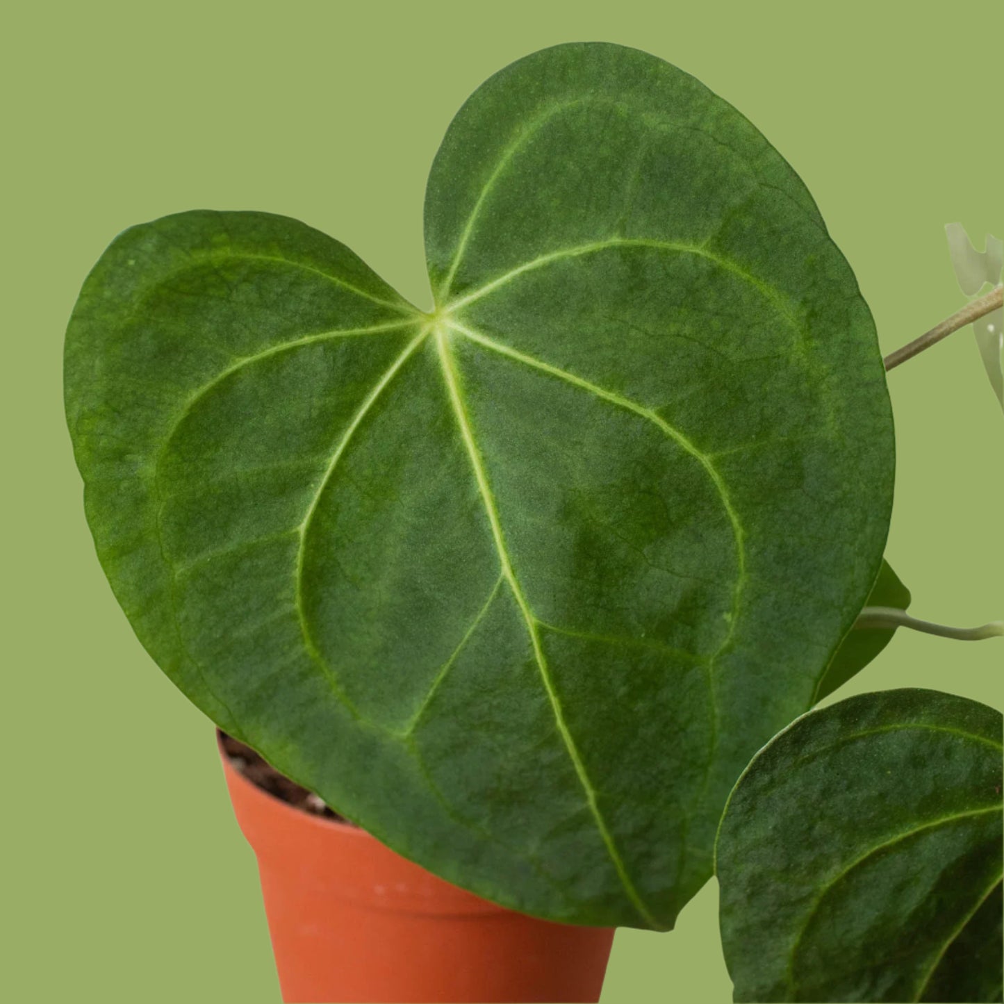 Anthurium 'Clarinervium'