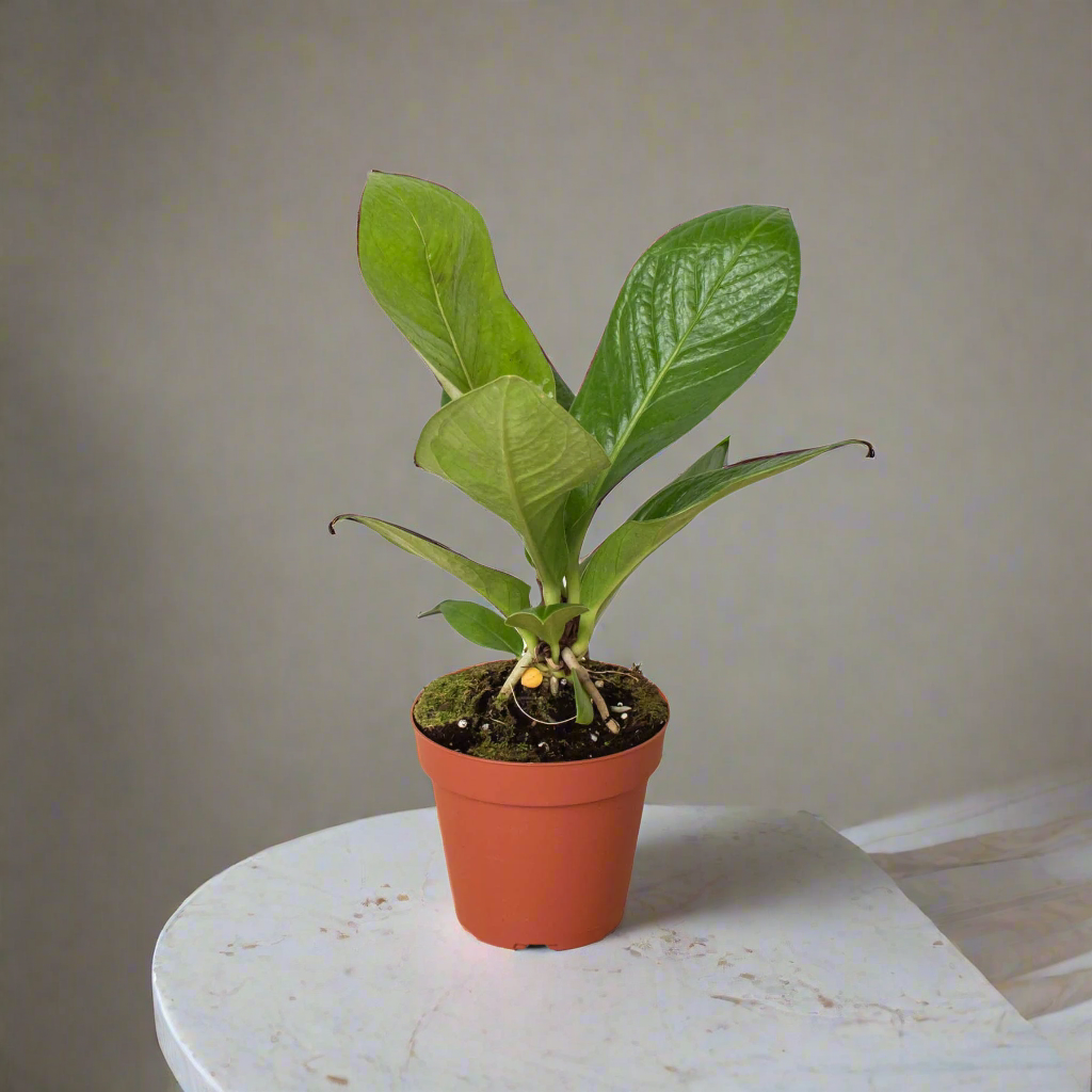 Anthurium 'Cobra'
