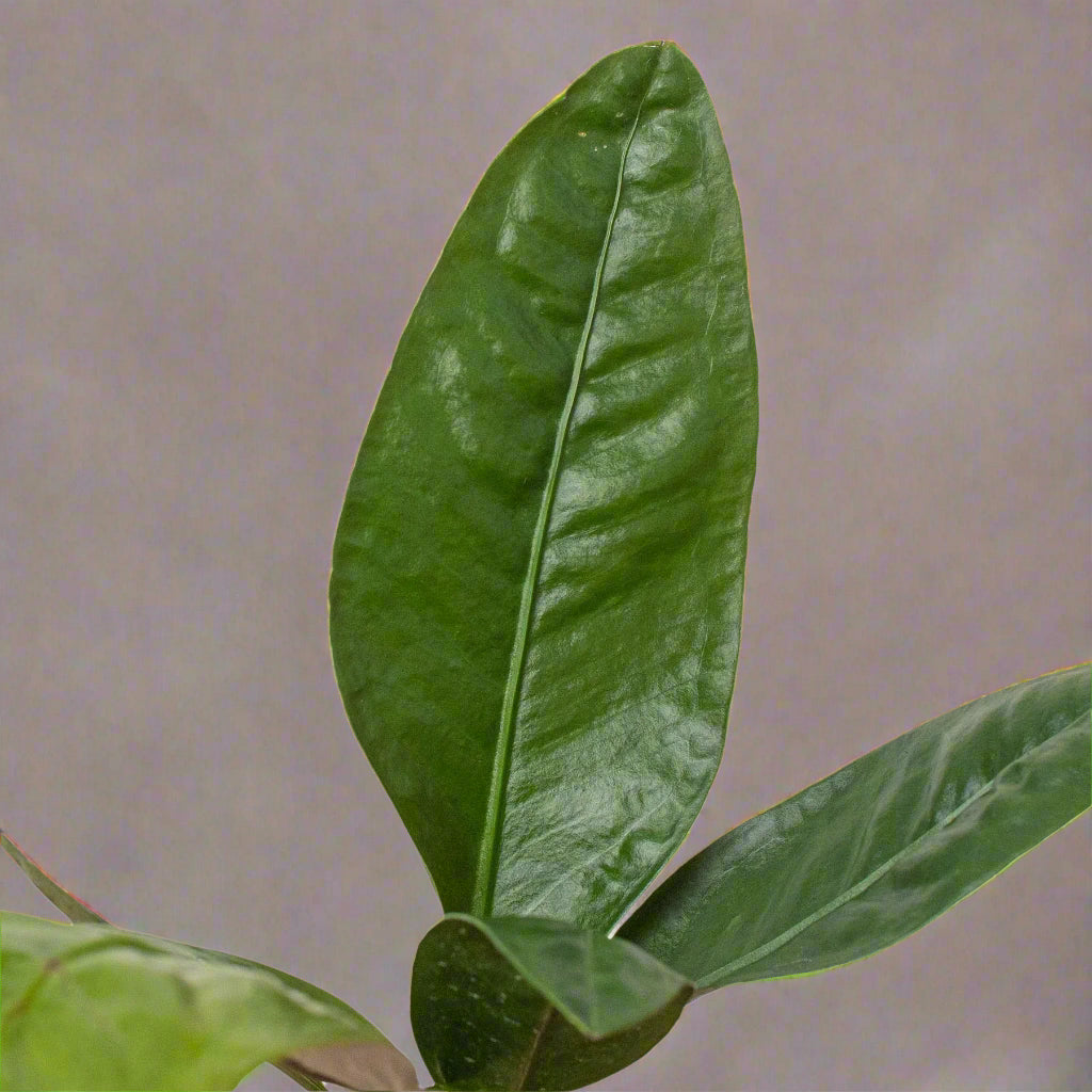 Anthurium 'Superbum'