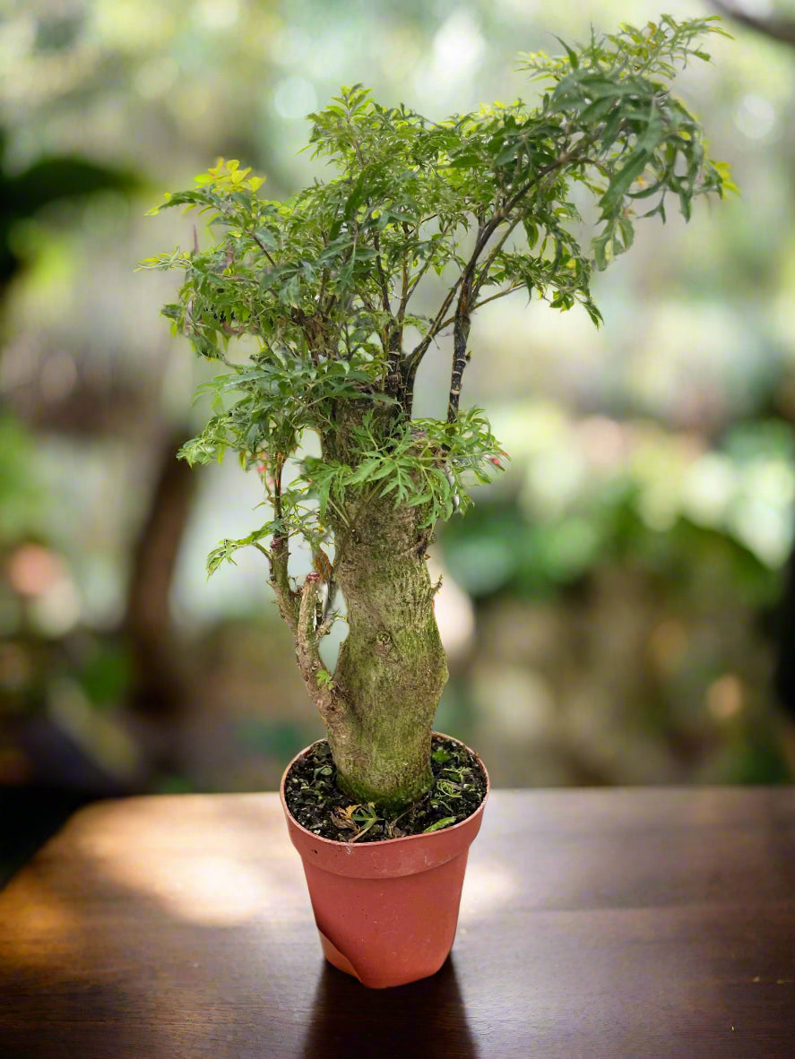 Aralia Ming Stump Plant