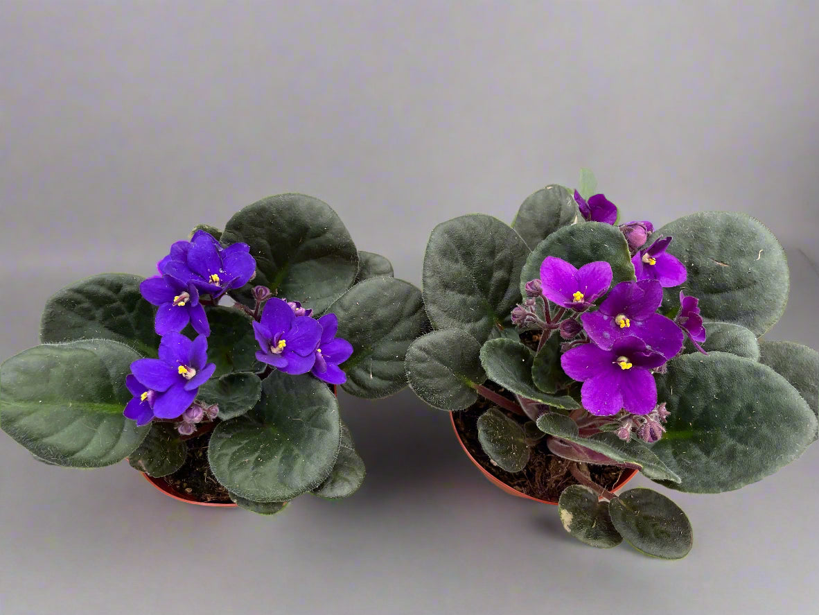 African Violet